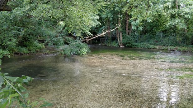 Shallow river Itchen flowing under trees