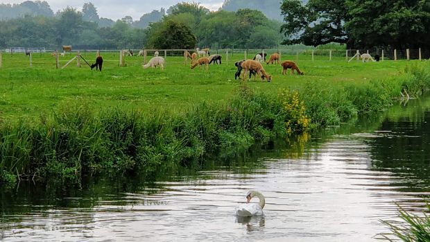 Alpacas at the Hensting alpaca farm, bordering the Itchen Navigation, where a swan is swimming